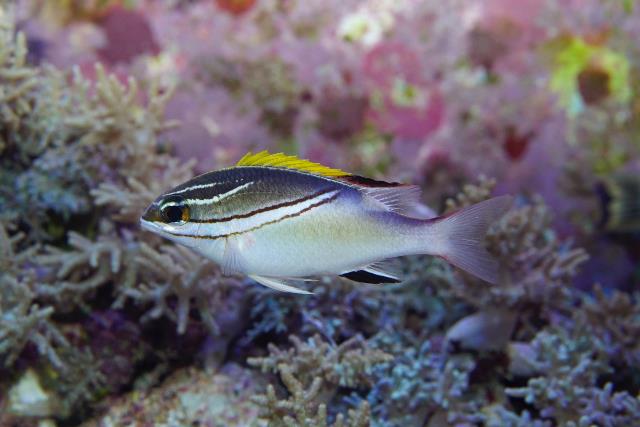 Two Lined Monocle Bream Size : M 2" to 3"