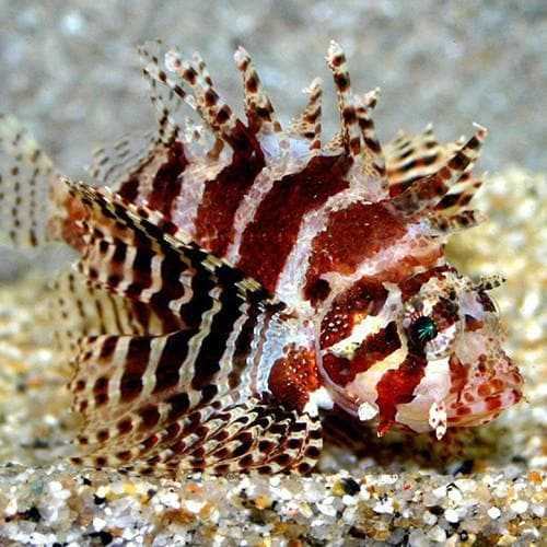 Fuzzy Dwarf Lionfish Size: XL 3" to "4