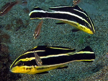 Yellow Lined Giant Sweetlips Size: S 2" to 3"