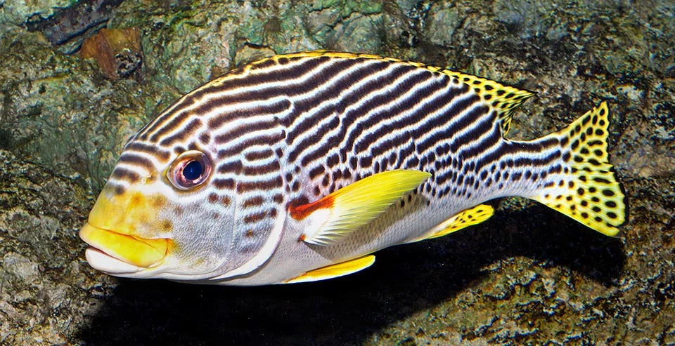 Yellow Banded Sweetlips Size: S 2" to 3"