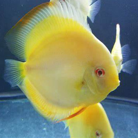 Discus Canary Yellow Size 4" to 5"