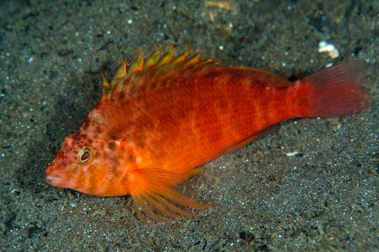 Golden Hawkfish - Violet Sea Fish and Coral