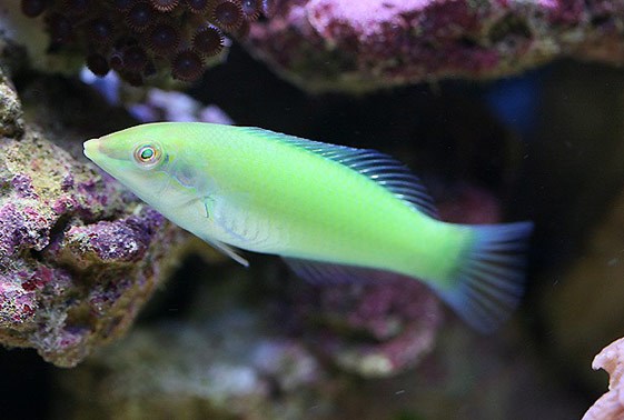Green Coris Wrasse - Violet Sea Fish and Coral