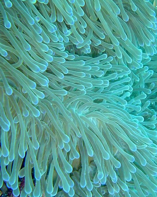 Green Ritteri Anemone Size: XXL/Show Size (15" wide approx
