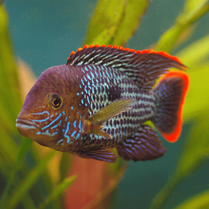 Green Terror Cichlid Size: ML 3" to 4"