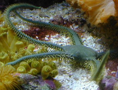 Olive Green Brittle Starfish Size: L 5" to 6"