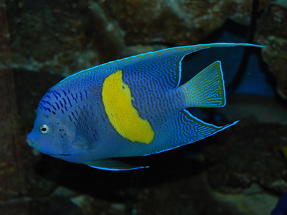 Maculosus Halfmoon Angelfish (Oman Special Grade) Size: XXL 8" to 9"