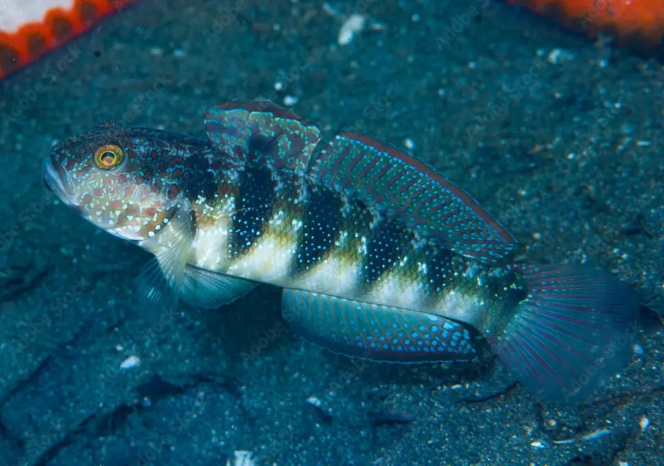 Sphynx Goby