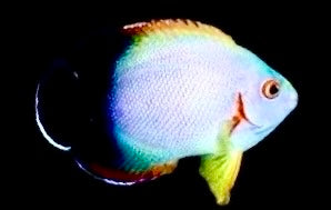 Half Black Vroliki Angelfish Size: ML 2.5" to 3"