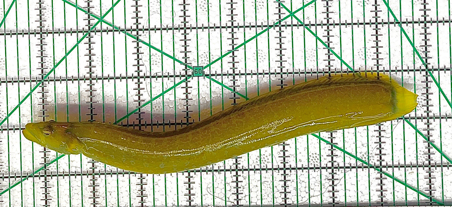 Green Wolf Eel GWE011801 WYSIWYG Size: XL 8" approx