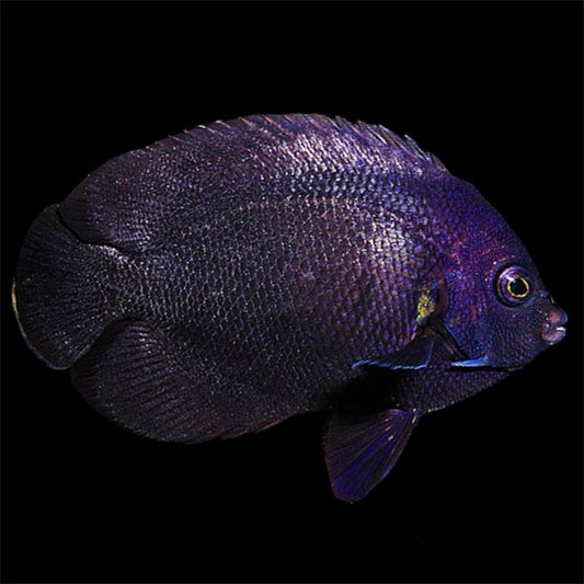 Midnight Angelfish - Violet Aquarium 