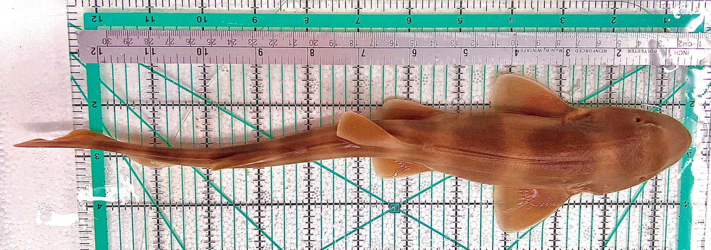 Grey Bamboo Shark GBS042903 WYSIWYG Size: M 12" approx