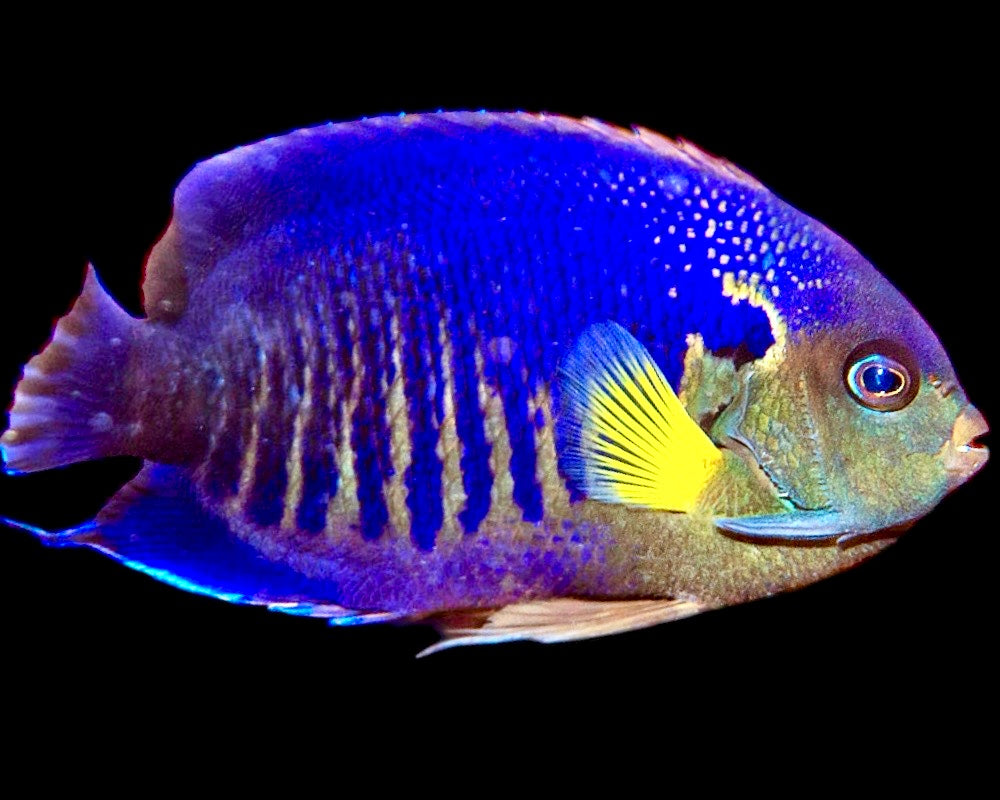 Yellowfin Angelfish Size: S 1" to 2" - Violet Aquarium 