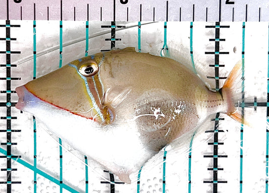 Bursa Triggerfish BT051203 WYSIWYG Size: M 2.25" approx