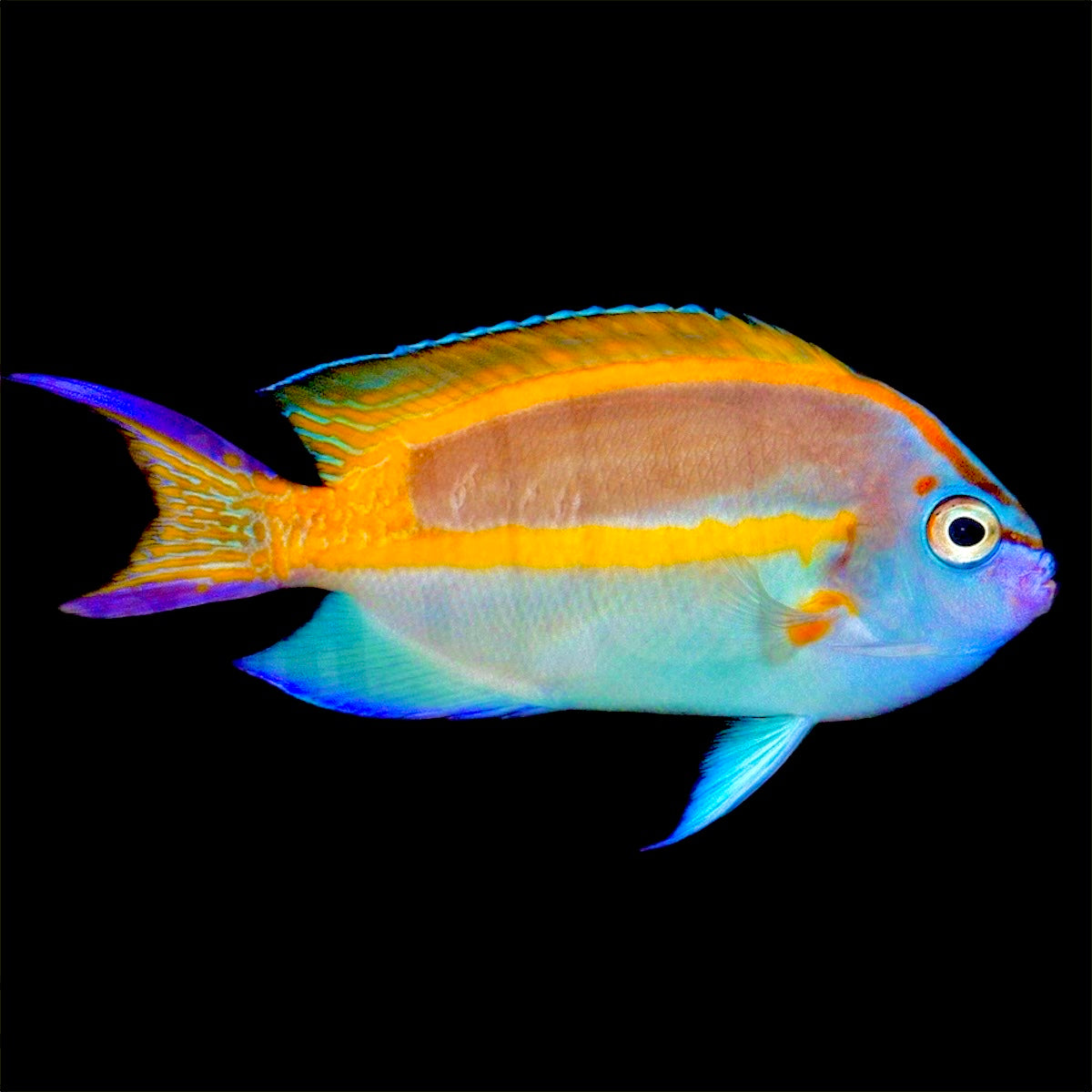 Bellus Angelfish - Violet Aquarium