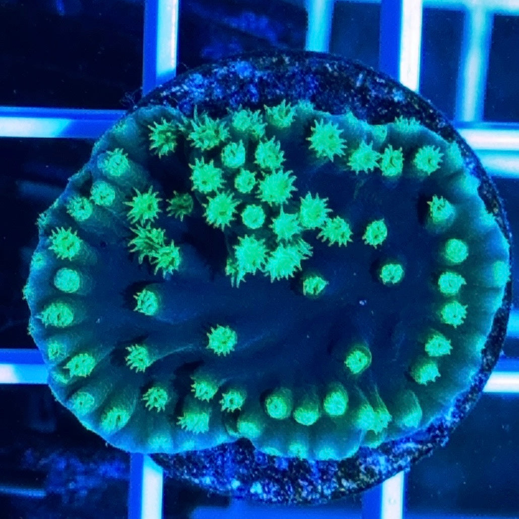 Tubinaria Scroll Size: S 0.5" to 0.75" Diameter Approx