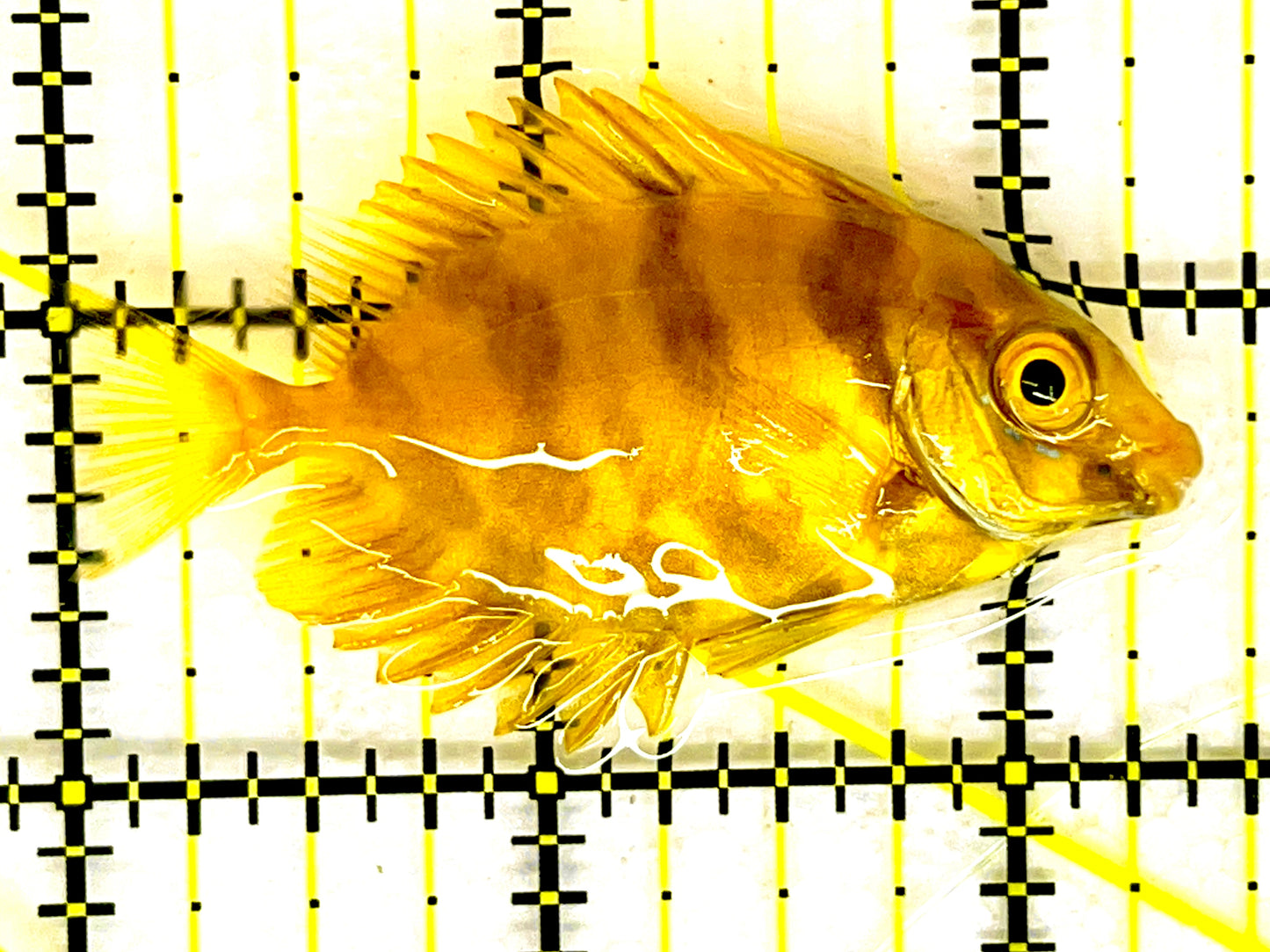 Golden Rabbitfish Size : M 3" to 4"