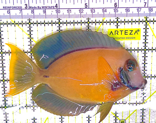 Chocolate Tang (Yellow Mimic when Juvenile) CT032702 WYSIWYG Size: L 5.25" approx