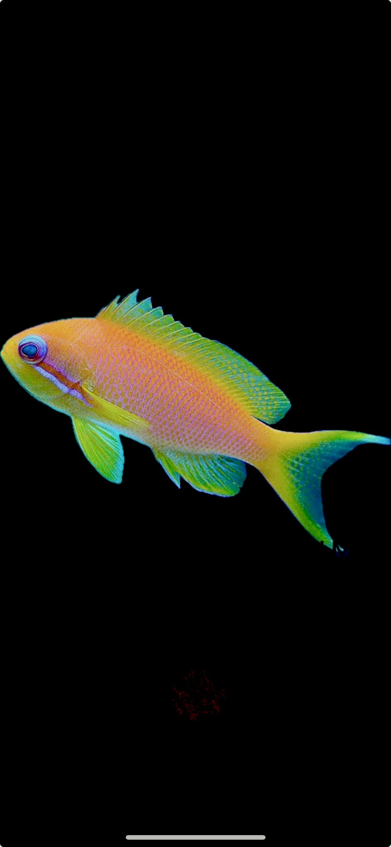 Female Lyretail Anthias (Maldives) S: Tiny 1" and Below