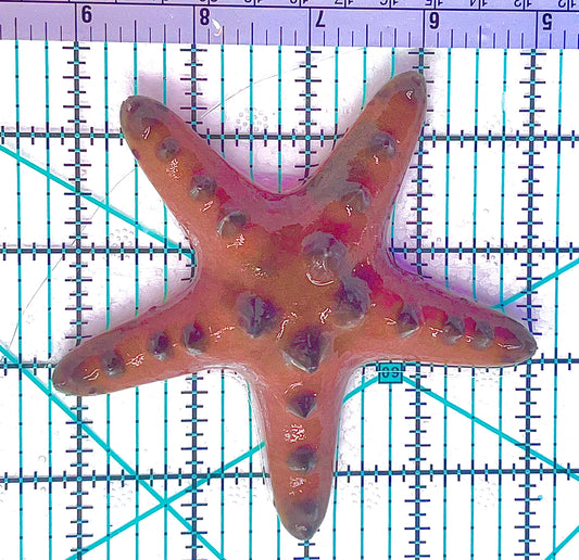 Chocolate Chip Starfish CCS012603 WYSIWYG Size: 2" approx