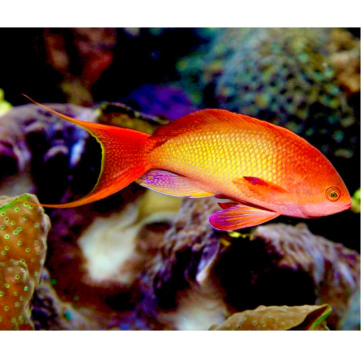 Male Lyretail Anthias (Maldives) - Violet Aquarium 