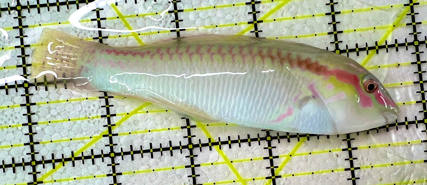 Zigzag Wrasse Size: ML 3" to 4"