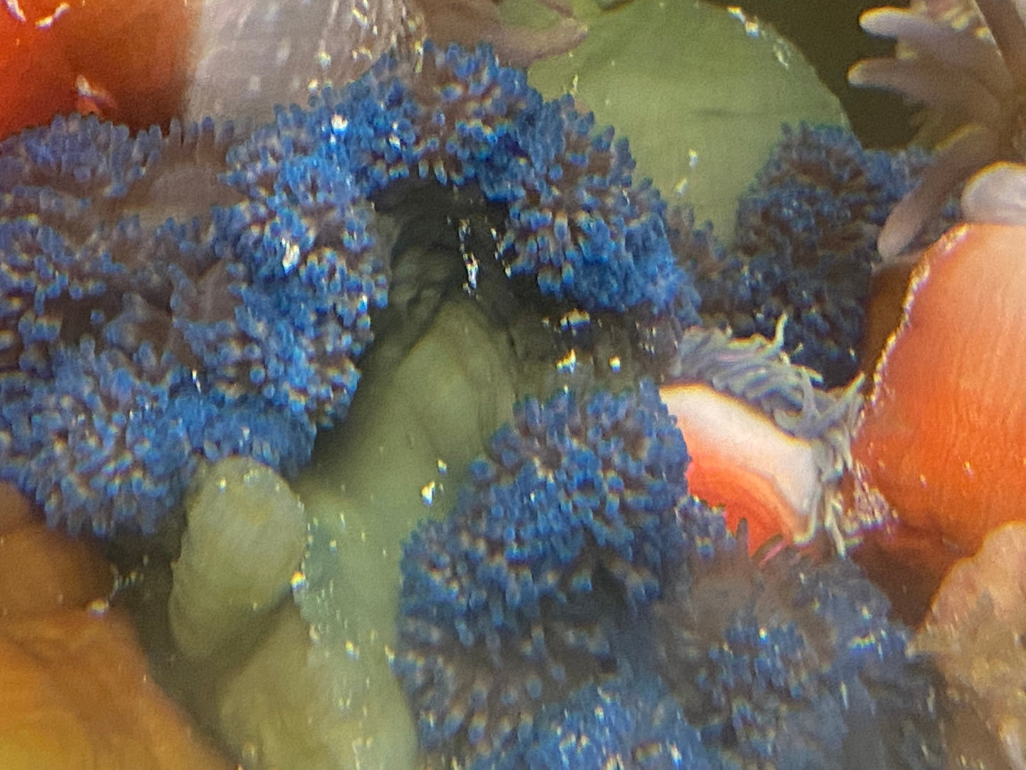 Blue Carpet Anemone Size M 3" to 4"