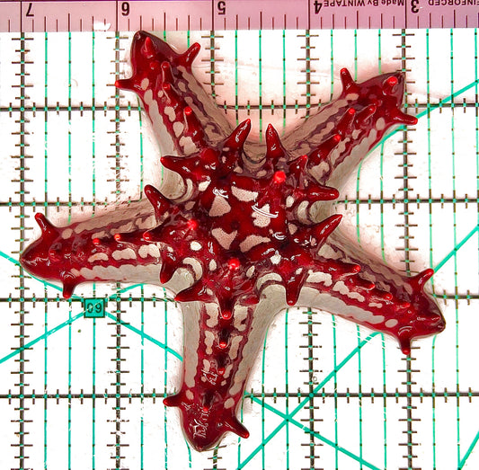African Red Knob Starfish ARKS042901 WYSIWYG