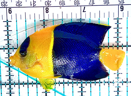 Bicolor Angelfish BA051201 WYSIWYG Size: L 3.25" approx