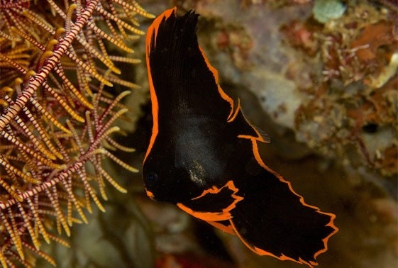 Pinnate Batfish Size: M 3" to 4"
