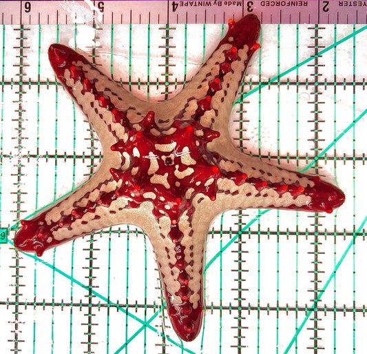 African Red Knob Starfish ARKS042902 WYSIWYG