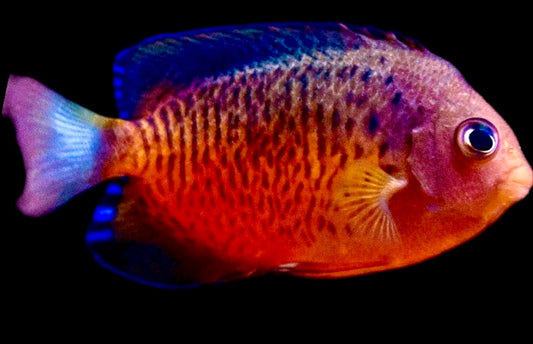 Rusty Angelfish Size: ML 2.5" to 3"