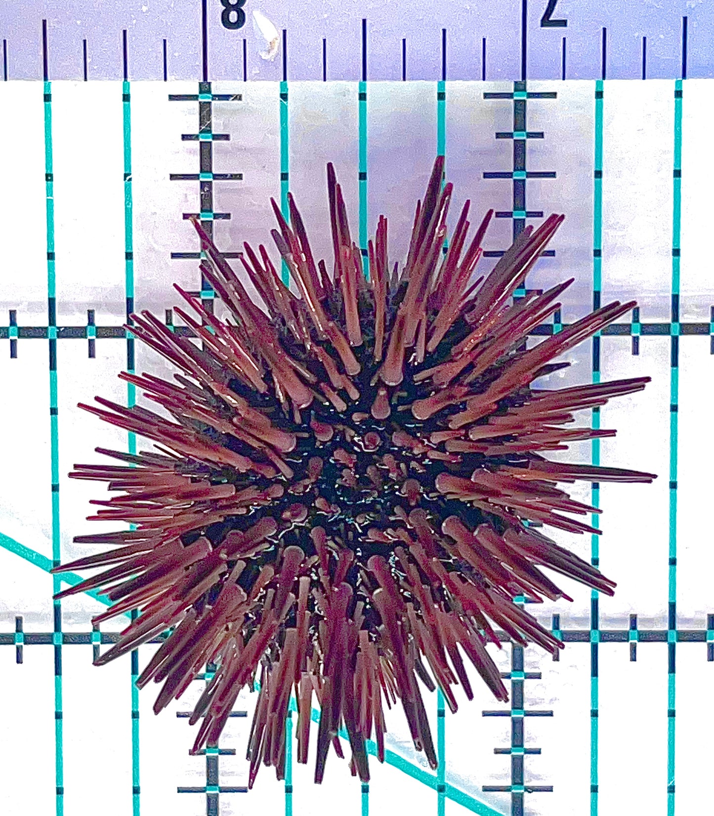 Pencil Urchin PU012602 WYSIWYG Size: 2" wide approx