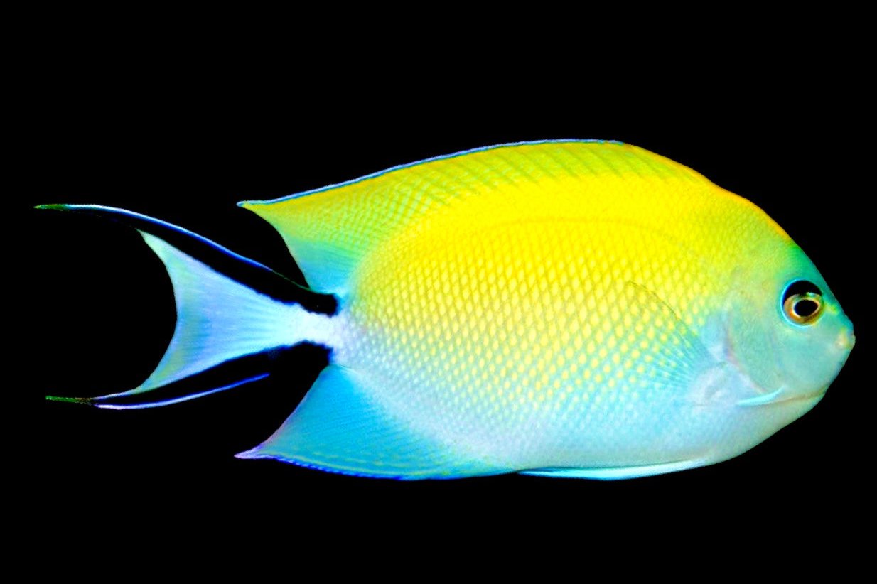 Swallowtail Angelfish Female (Reefsafe) Size: S 1" to 2"