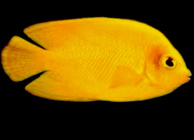 Herald's Angelfish Size: S 1" to 2" - Violet Aquarium 