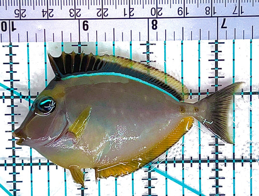 Blonde Naso Tang BNT051201 WYSIWYG Size: SM 3.5" approx