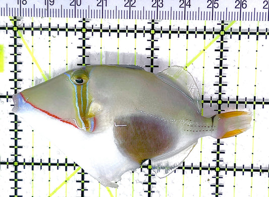 Bursa Triggerfish BT040702 WYSIWYG Size: ML 3.5" approx