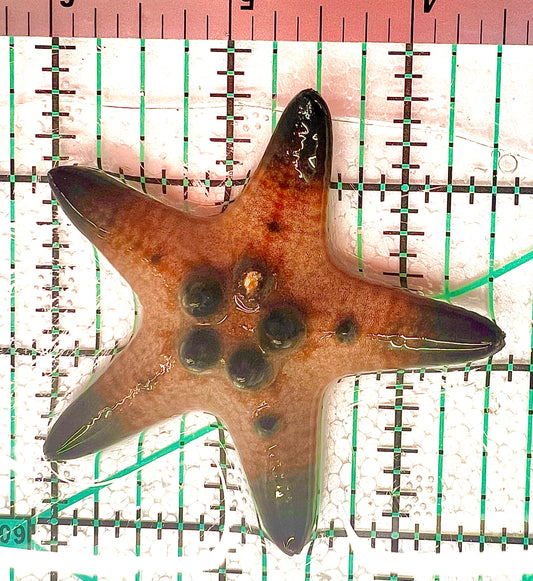Chocolate Chip Starfish CCS042901 WYSIWYG