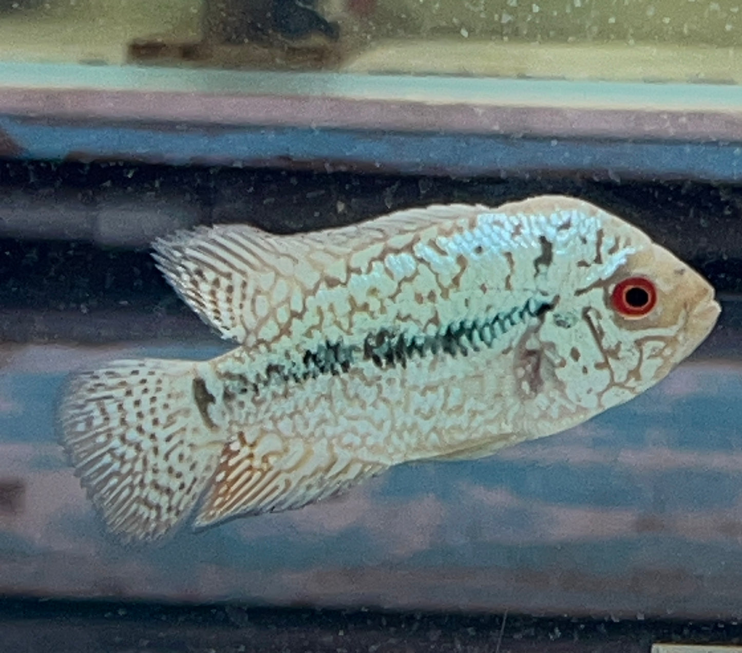King Kamfa Flowerhorn Cichlid Size : S 3.5 " to 4"
