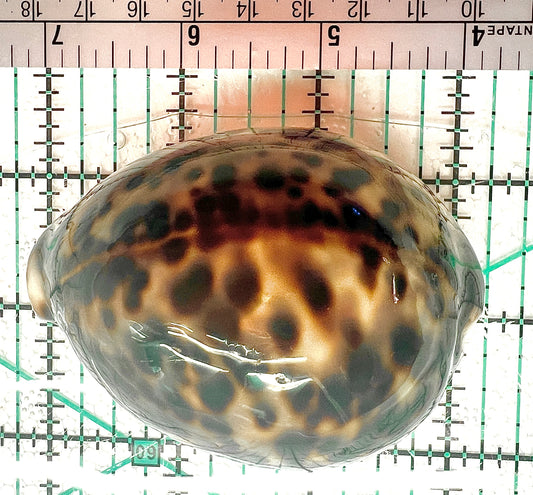 Tiger Cowrie Snail TCS042901 WYSIWYG Size: XL 3.25" approx