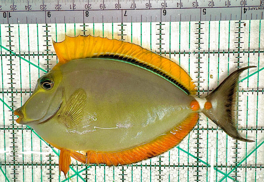 Blonde Naso Tang BNT051120 WYSIWYG Size: L 6.5" approx