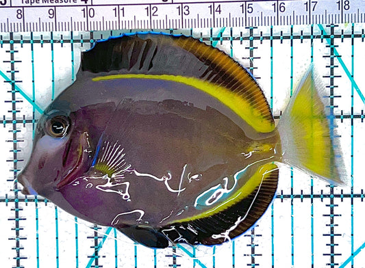 Gold Rim Tang GRT050603 WYSIWYG Size: L 4" approx