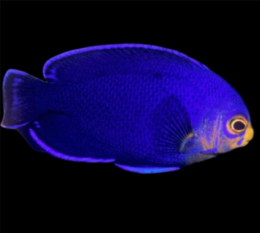 Cherub Angelfish - Violet Aquarium 
