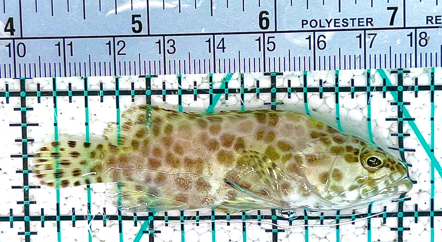 Multi Color Spotted Grouper MCSG073101 WYSIWYG Size: ML 3" approx
