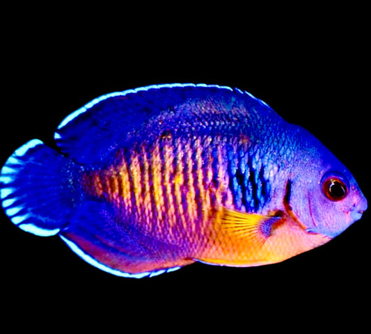 Coral Beauty Angelfish Size: XXL/SHOW 4" and Above