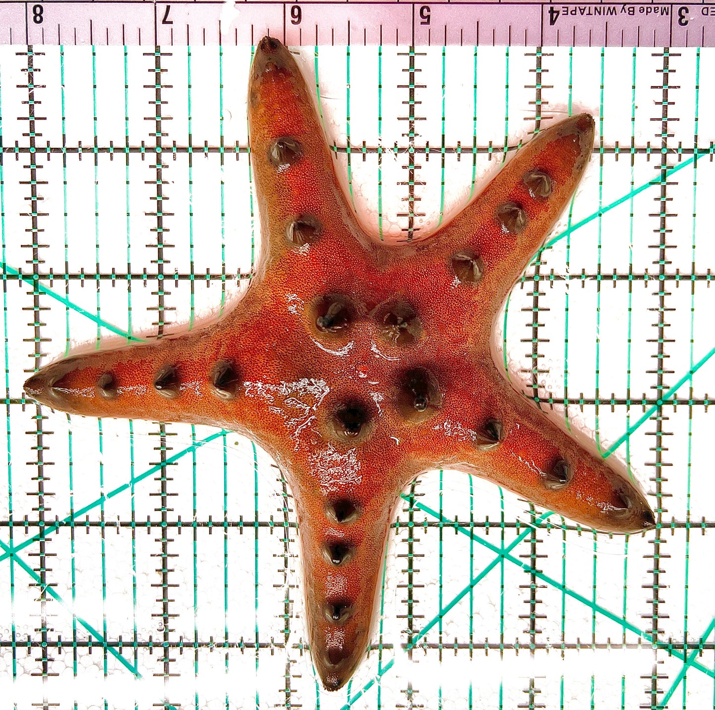 Chocolate Chip Starfish CCS042903 WYSIWYG