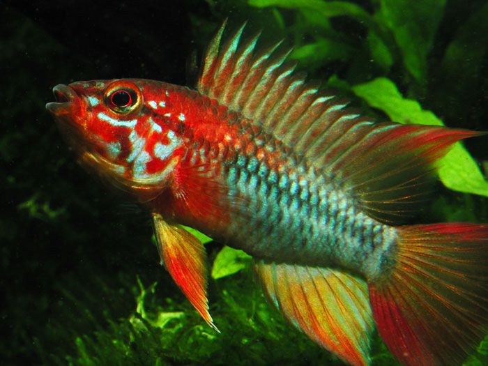 Apistogramma Vijita Red Neck