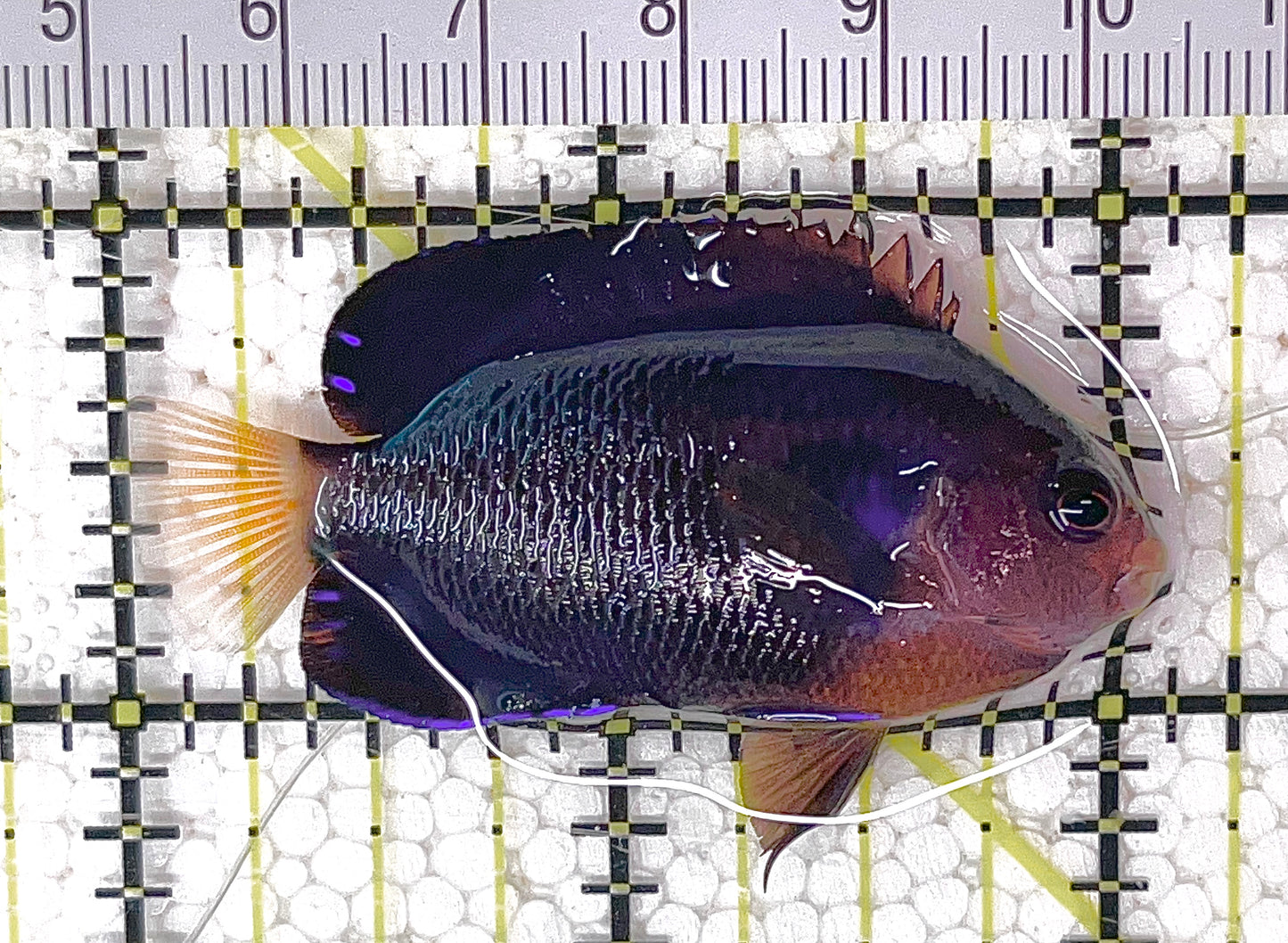 Cherub Angelfish CA040701 WYSIWYG Size: S 2.25" approx