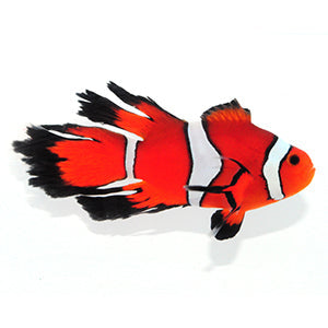 Longfin Clownfish Size: L 2" to 2.5"