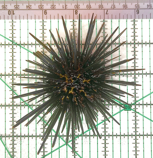 Pencil Urchin PU012601 WYSIWYG Size: M 4" approx